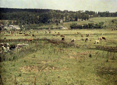 Cattle of the French army grazing between barbed wire and trenches near Vauxrot, Soissons, Aisne, France, 1917 by Fernand Cuville